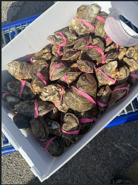 Mudbuggin Seafood - Fresh Raw Oysters